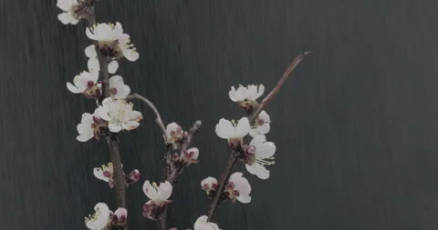 Branches of cherry blossoms Stock Footage 241090335