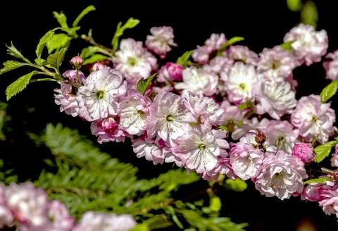 Branches of cherry blossoms with large bright flowers Stock Photos