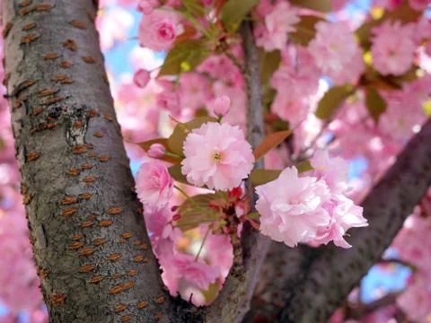Branches of cherry blossoms Stock Photos