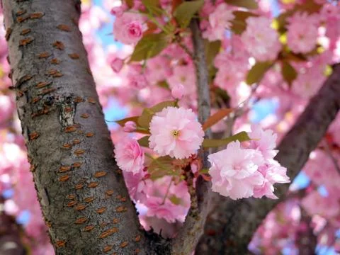 Branches of cherry blossoms Stock Photos