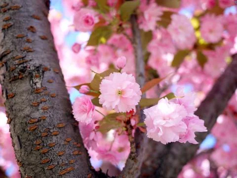 Branches of cherry blossoms Stock Photos