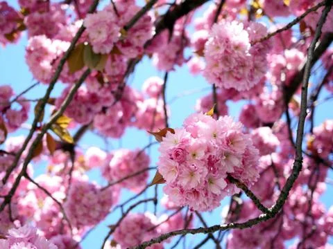 Branches of cherry blossoms Stock Photos