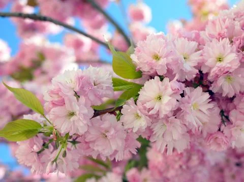 Branches of cherry blossoms Stock Photos