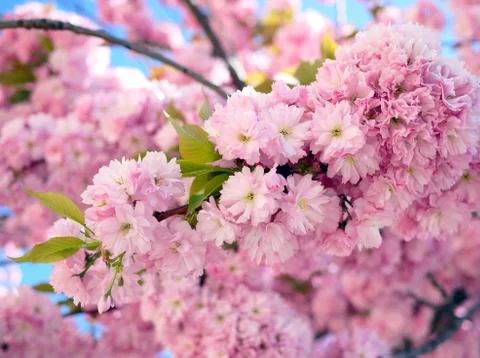 Branches of cherry blossoms Stock Photos