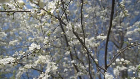 Branches of cherry blossoms. Slow motiom and close-up Stock Footage 131965276