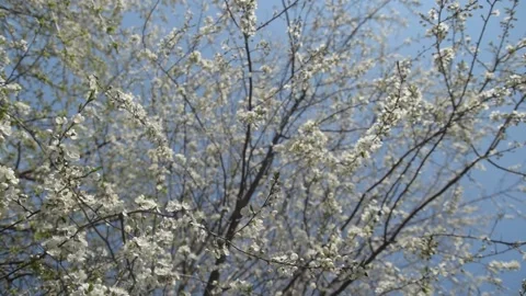 Branches of cherry blossoms. Slow motiom and close-up Video stock 131965293