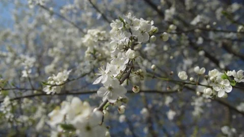 Branches of cherry blossoms. Slow motiom and close-up Stock Footage 131965341