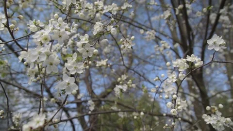 Branches of cherry blossoms. Slow motiom and close-up Video stock 131965405