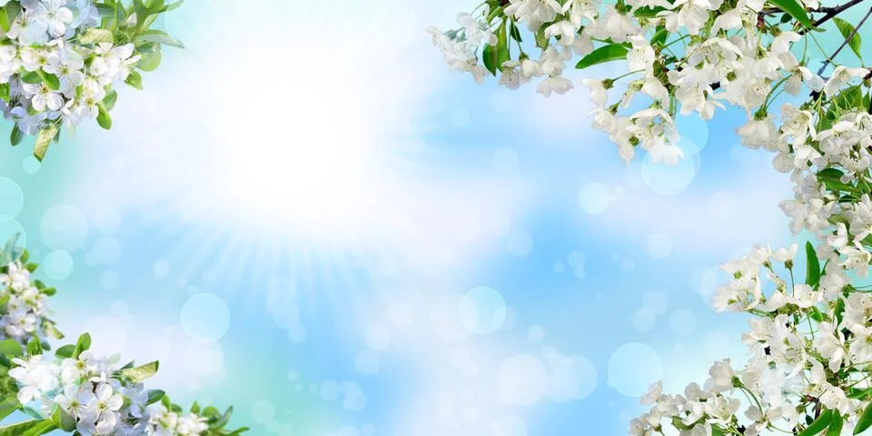 The branches of the cherry blossoms. Spring background. Panorama. Stock Photos