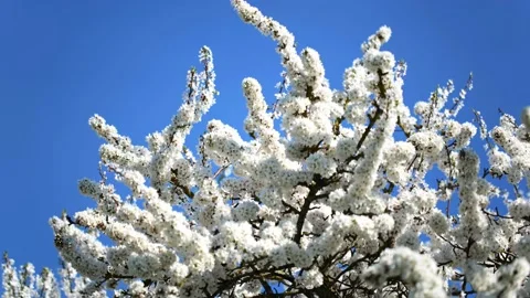 Branches of cherry blossoms sway in the wind Stock Footage 201888426