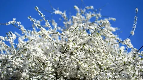 Branches of cherry blossoms sway in the wind Stock Footage 218314392