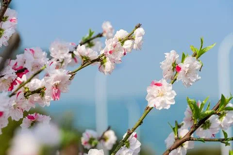Branches of  Cherry blossoms under blue sky Stock Photos