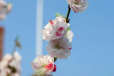 Branches of Cherry blossoms under blue sky Stock Photos