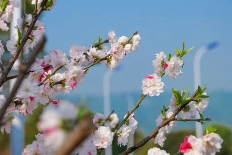Branches of Cherry blossoms under blue sky Stock Photos