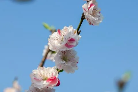 Branches of Cherry blossoms under blue sky Stock Photos