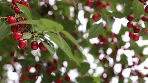 Branches of cherry in garden Stock Footage 24816026