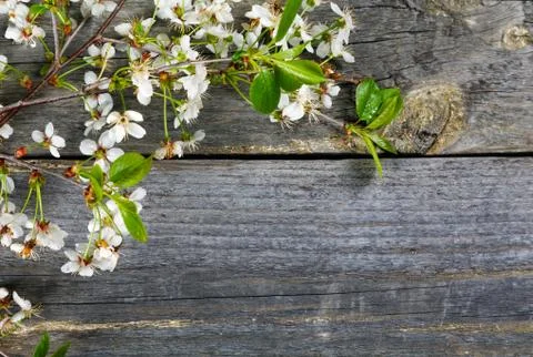 Branches of a cherry  on an old table Stock Photos