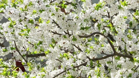 Branches of cherry plum blooming white Stock-Footage 239846761