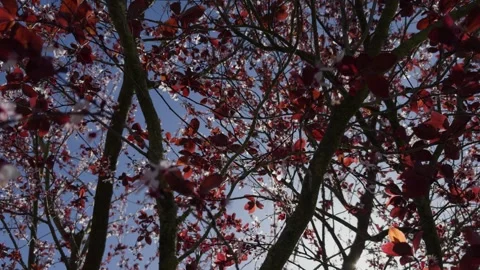 Branches Of A Cherry Plum With Dark Red Leaves And White Flowers Stock Footage 333200045