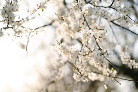 On the branches of the cherry plum tree, there are many white, delicate flowe Stock Photos