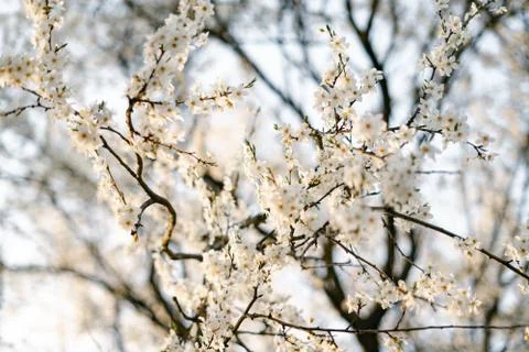 On the branches of the cherry plum tree, there are many white, delicate flowe Stock Photos