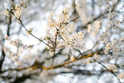 On the branches of the cherry plum tree, there are many white, delicate flowe Stock Photos