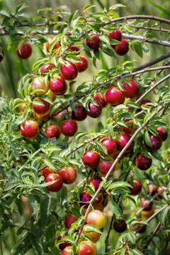 Branches with cherry-plums Stock Photos
