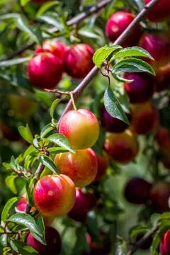 Branches with cherry-plums Stock Photos