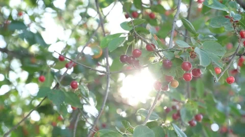 Branches of cherry tree 2 Stock Footage 294122386