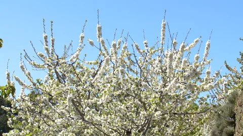 Branches of cherry tree in bloom Stock Footage 49056296