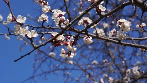 Branches of a cherry tree with blooming flowers Stock Footage 127205272