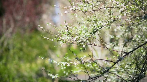 Branches of cherry tree with blooming flowers. Stockbeeldmateriaal 131362239