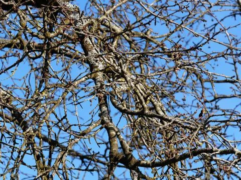 Branches of a cherry tree before blossoming Stock Photos
