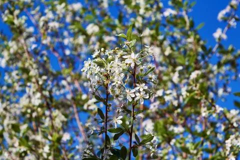 Branches of a cherry tree with blossoming white flowers. Stock Photos