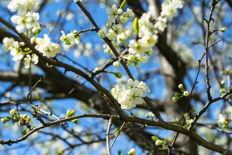 Branches of a cherry tree blossoming with white flowers against a bright blue Stock Photos