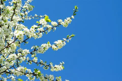 Branches of a cherry tree blossoming with white flowers against a bright blue Stock Photos