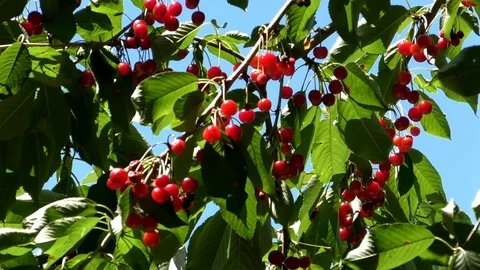 Branches of a cherry tree with cherries and green leaves moving in the wind Stock Footage 91661134