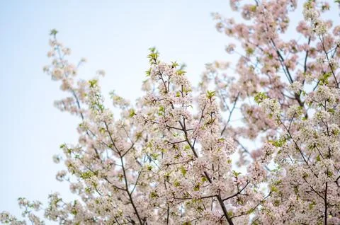 Branches of cherry tree covered with delicate pink and white blossoms under c Stock Photos