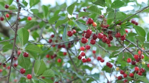 Branches of cherry tree Stock Footage 294122427