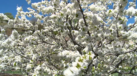 Branches of cherry tree with lots of flowers moved by wind Stock Footage 49553229