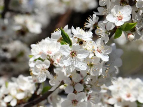 Branches of a cherry tree Stock Photos