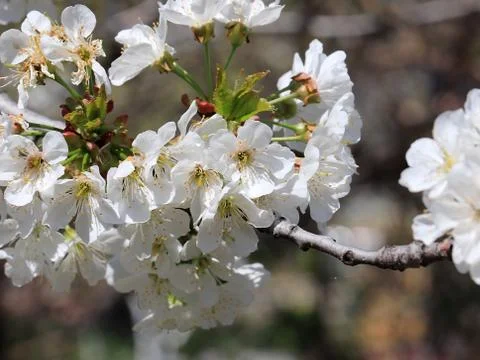 Branches of a cherry tree Stock Photos