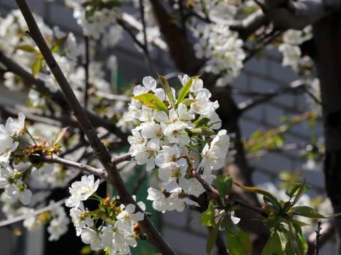 Branches of a cherry tree Stock Photos