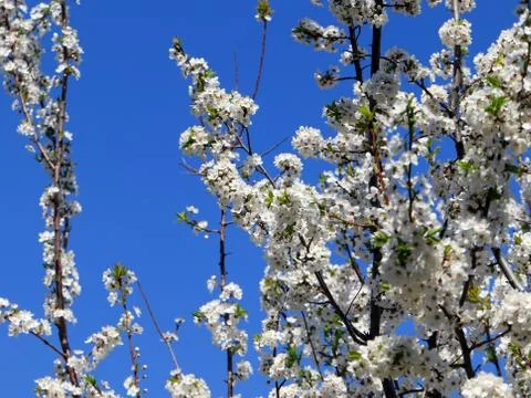 Branches of a cherry tree Stock Photos