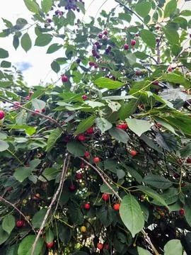 Branches of a cherry tree Prunes avium with clusters of red and ripe cherries Stock Photos