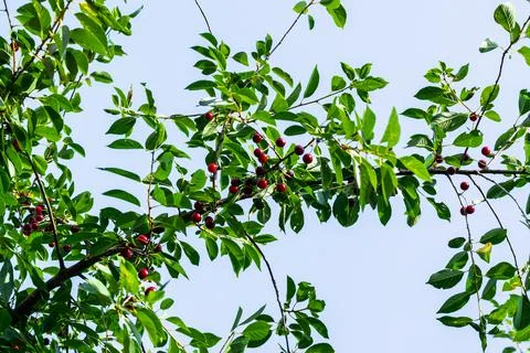 Branches of a cherry tree with ripe cherries against a blue sky. Harvesting. Foto stock