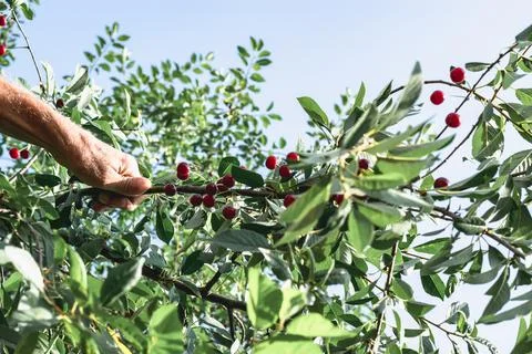 Branches of a cherry tree with ripe cherries against a blue sky. A man's hand Stock Photos