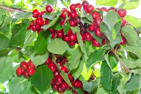 Branches of cherry tree with ripe red berries fruits Stock Photos