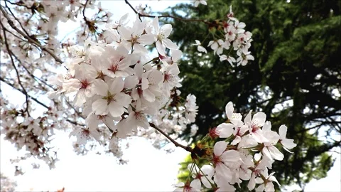 Branches of cherry tree shakes in the wind. Stock Footage 88077121