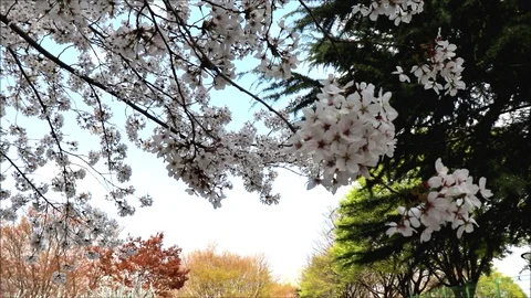 Branches of cherry tree shakes in the wind. Video stock 88077127
